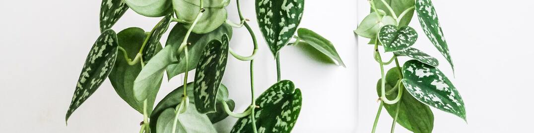 Snapshot of White Textured Modern Hanging Plants
