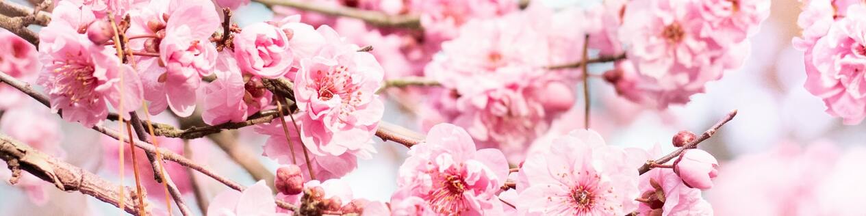 Beautiful Blooming Tree - LinkedIn Background - Get some inspiration!