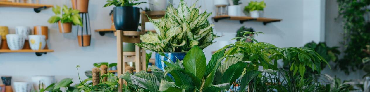 Plants - LinkedIn Background - Get some inspiration!
