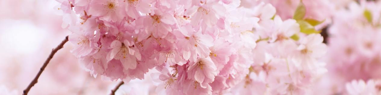 Pink Floral Dreams - LinkedIn Background - Get some inspiration!