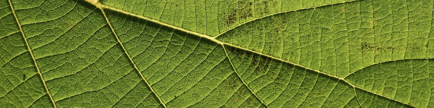 Green Leaf Way - LinkedIn Background - Get some inspiration!