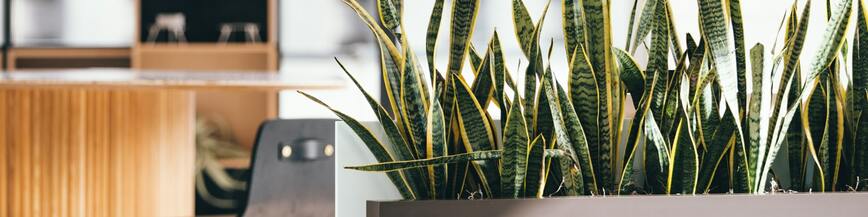 Plants - LinkedIn Background - Get some inspiration!