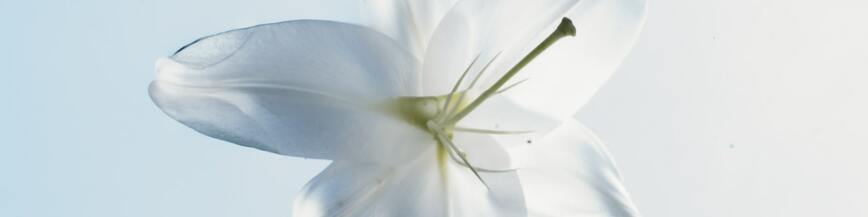 Lovely White Flower - LinkedIn Background - Get some inspiration!