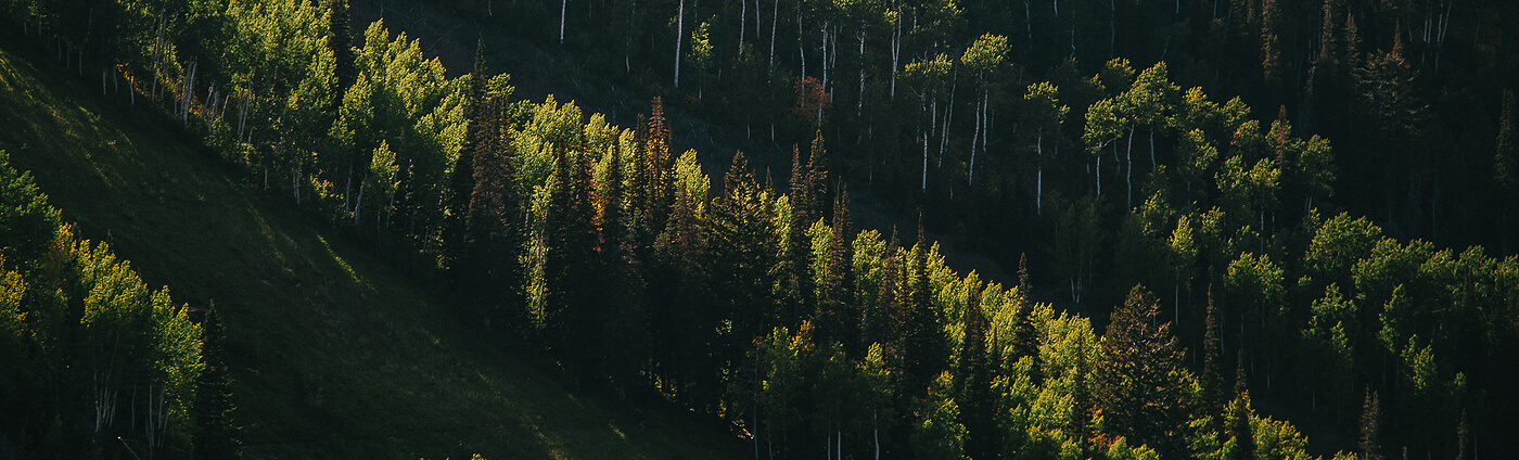 Forest - LinkedIn Background - Get some inspiration!