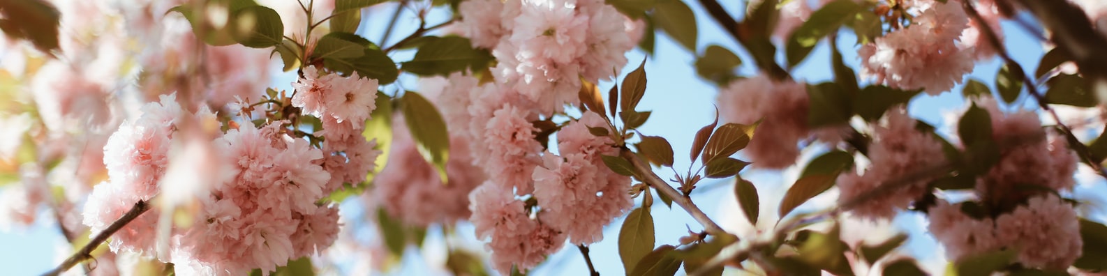 Grabbing Some Pink Flowers Along The Way - LinkedIn Background - Get ...