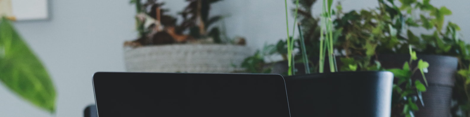 Indoor Work Space With Green Plants - LinkedIn Background - Get some ...