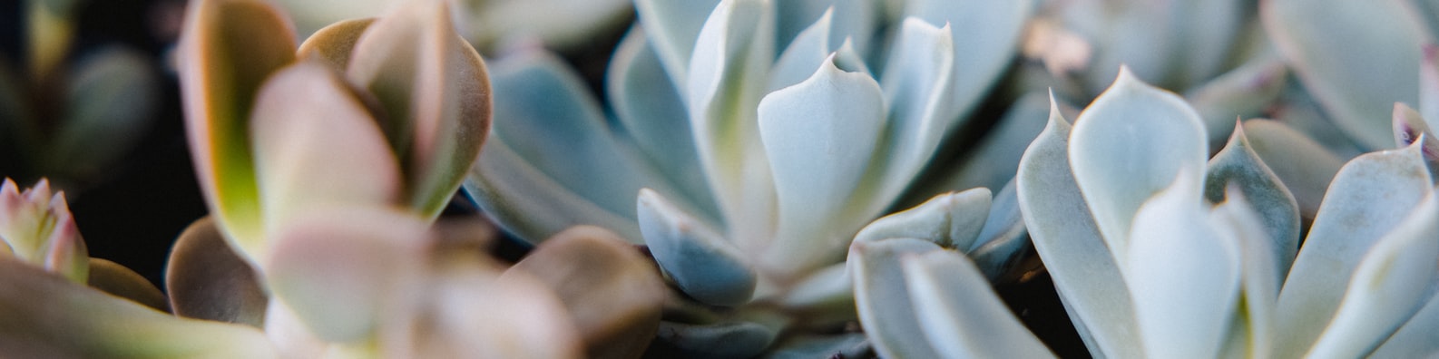Multi Colored Plants - LinkedIn Background - Get some inspiration!
